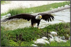 Weisskopfseeadler