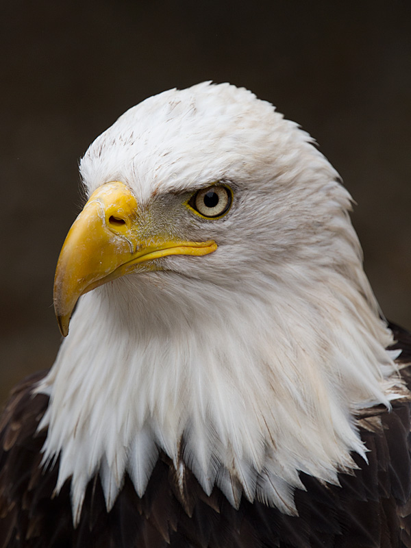 Weisskopfseeadler