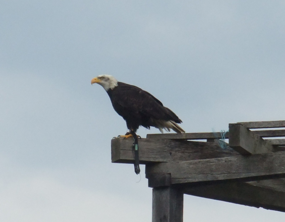 Weißkopfseeadler