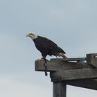 Weißkopfseeadler