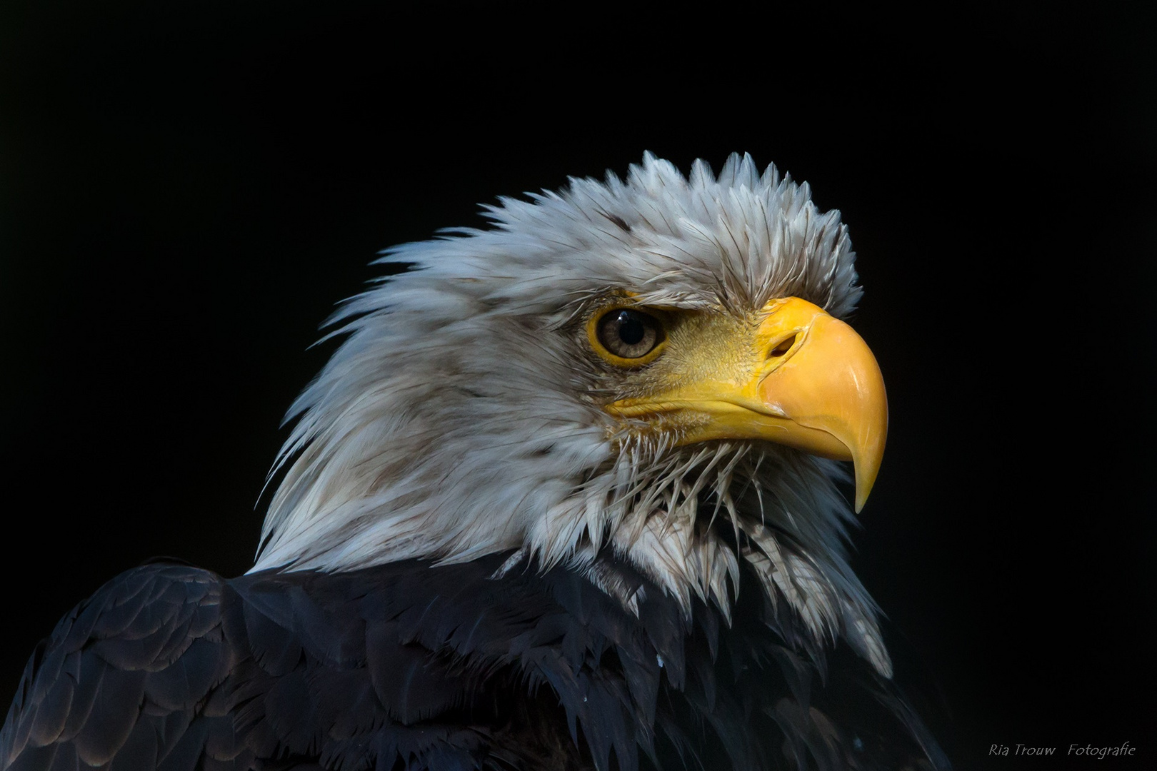 Weißkopfseeadler