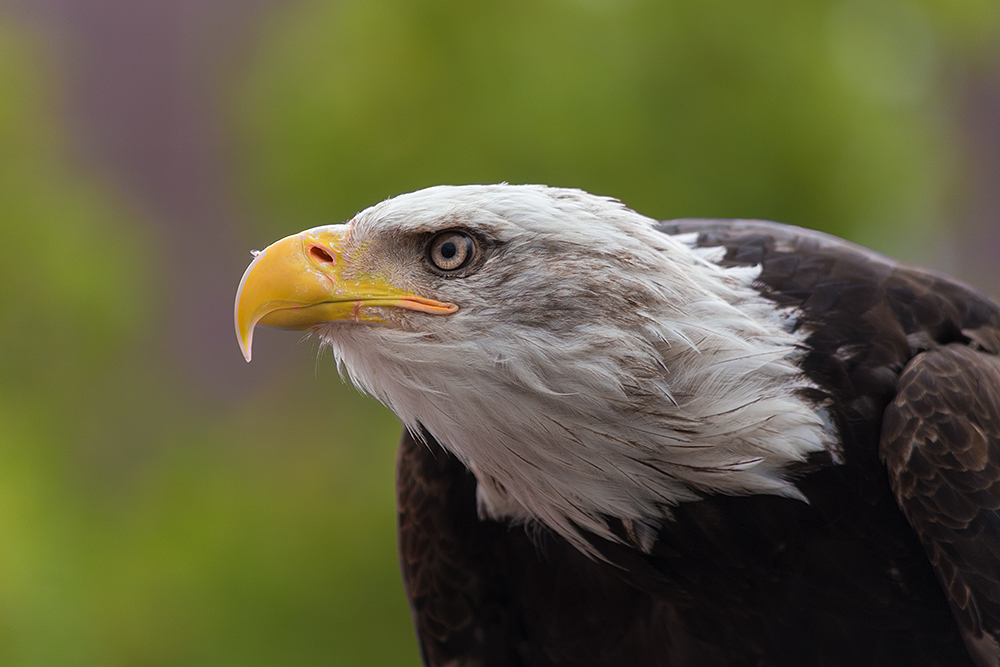 Weißkopfseeadler