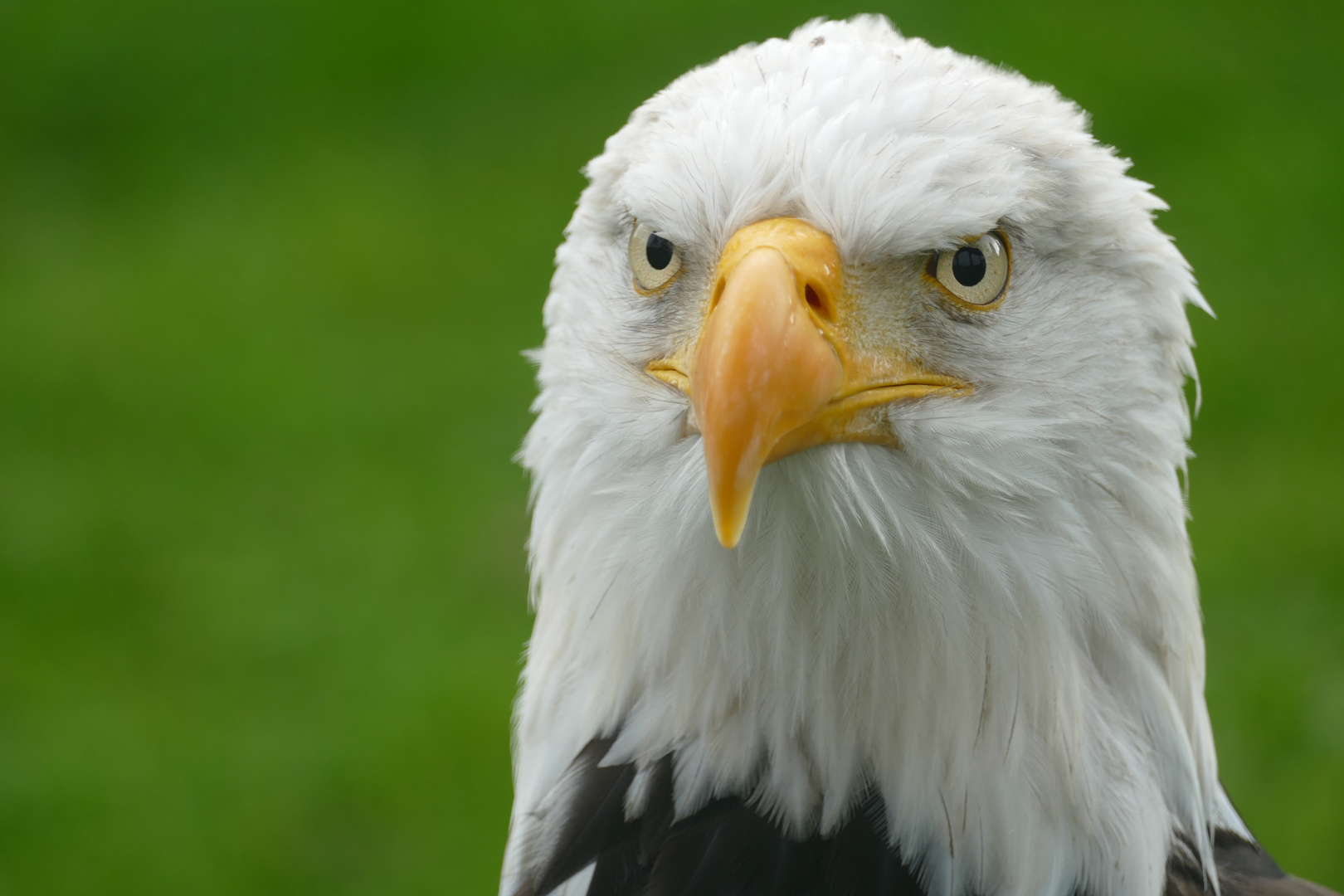 Weißkopfseeadler