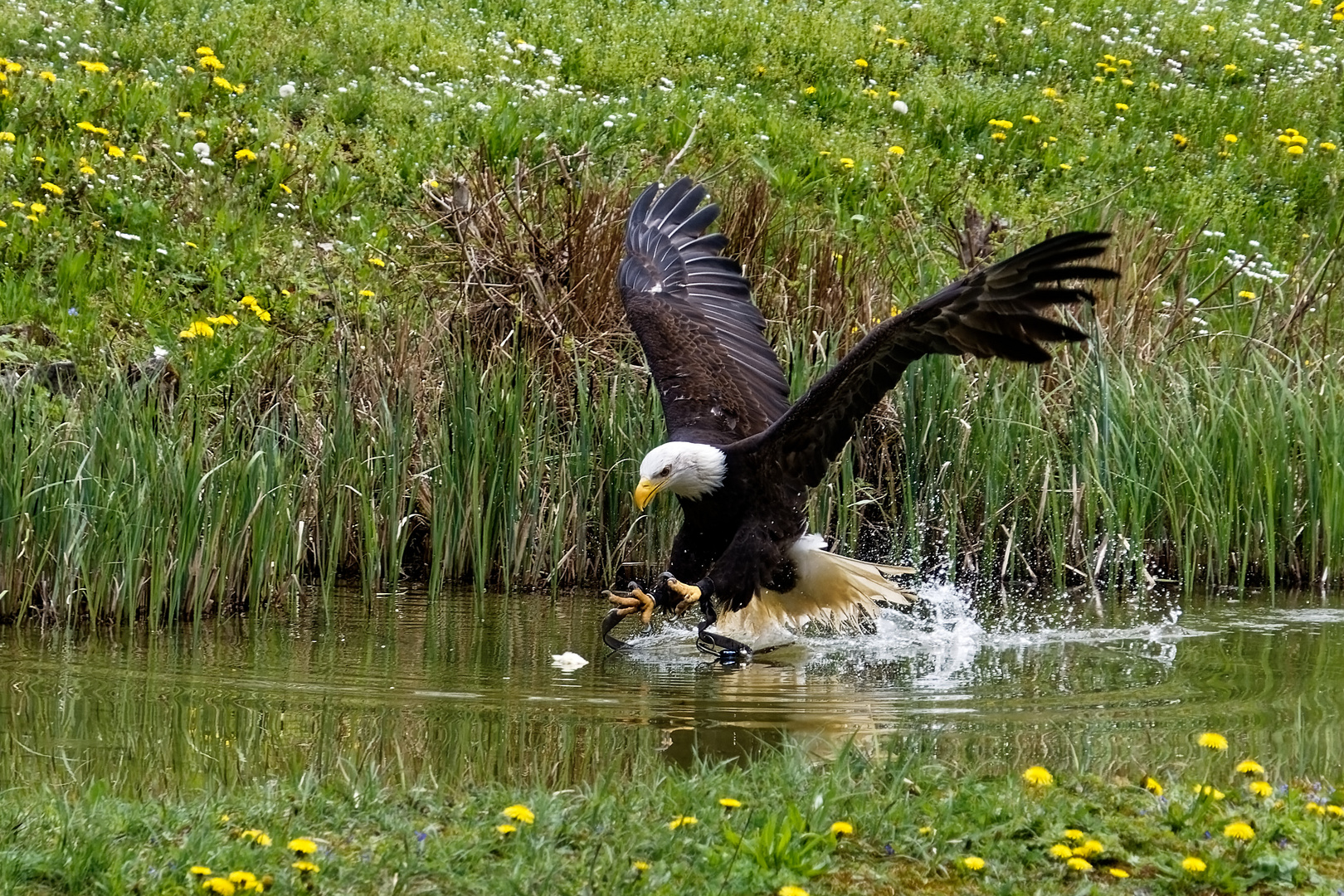  Weisskopfseeadler