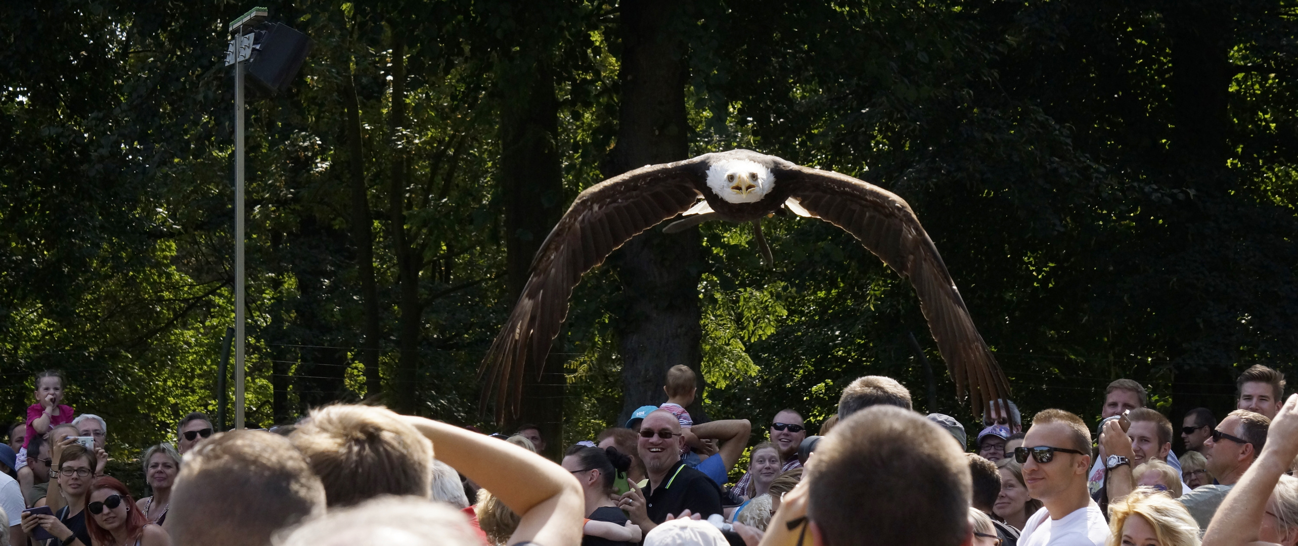 Weißkopfseeadler