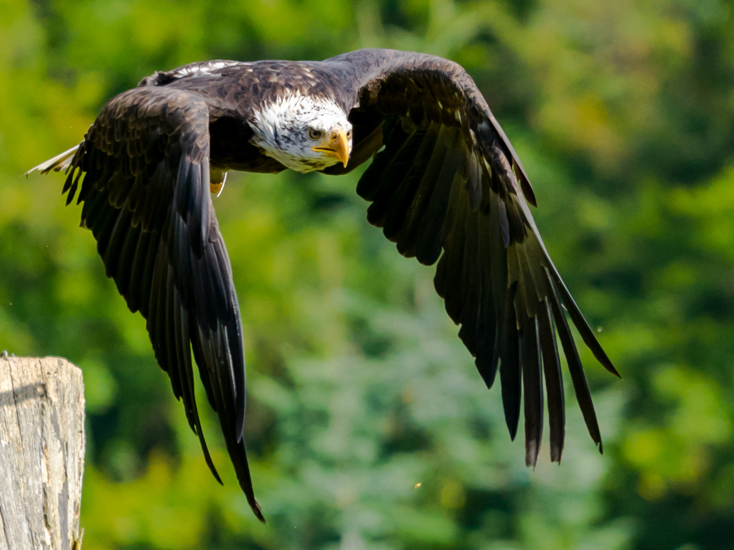 Weißkopfseeadler