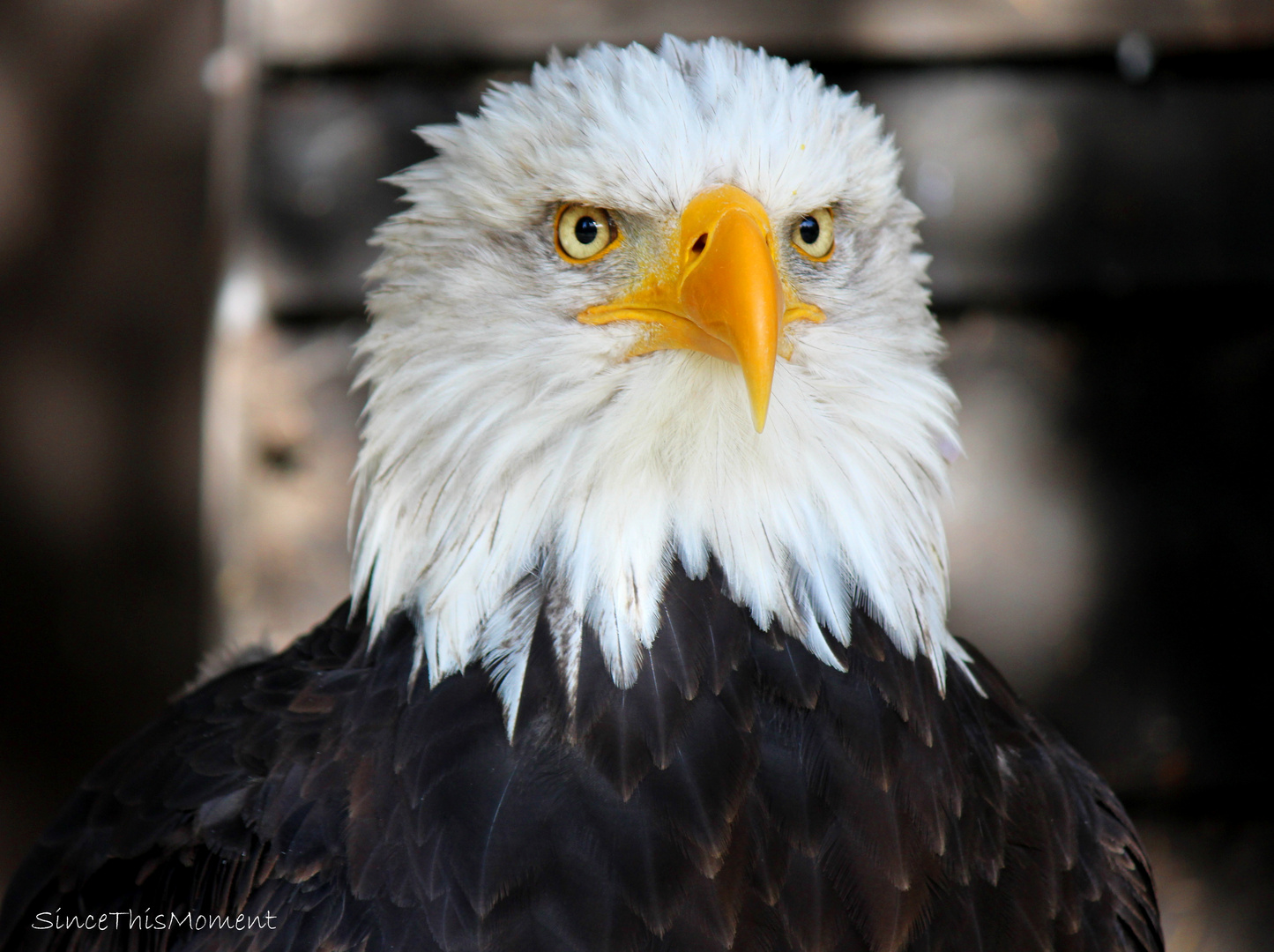 Weißkopfseeadler