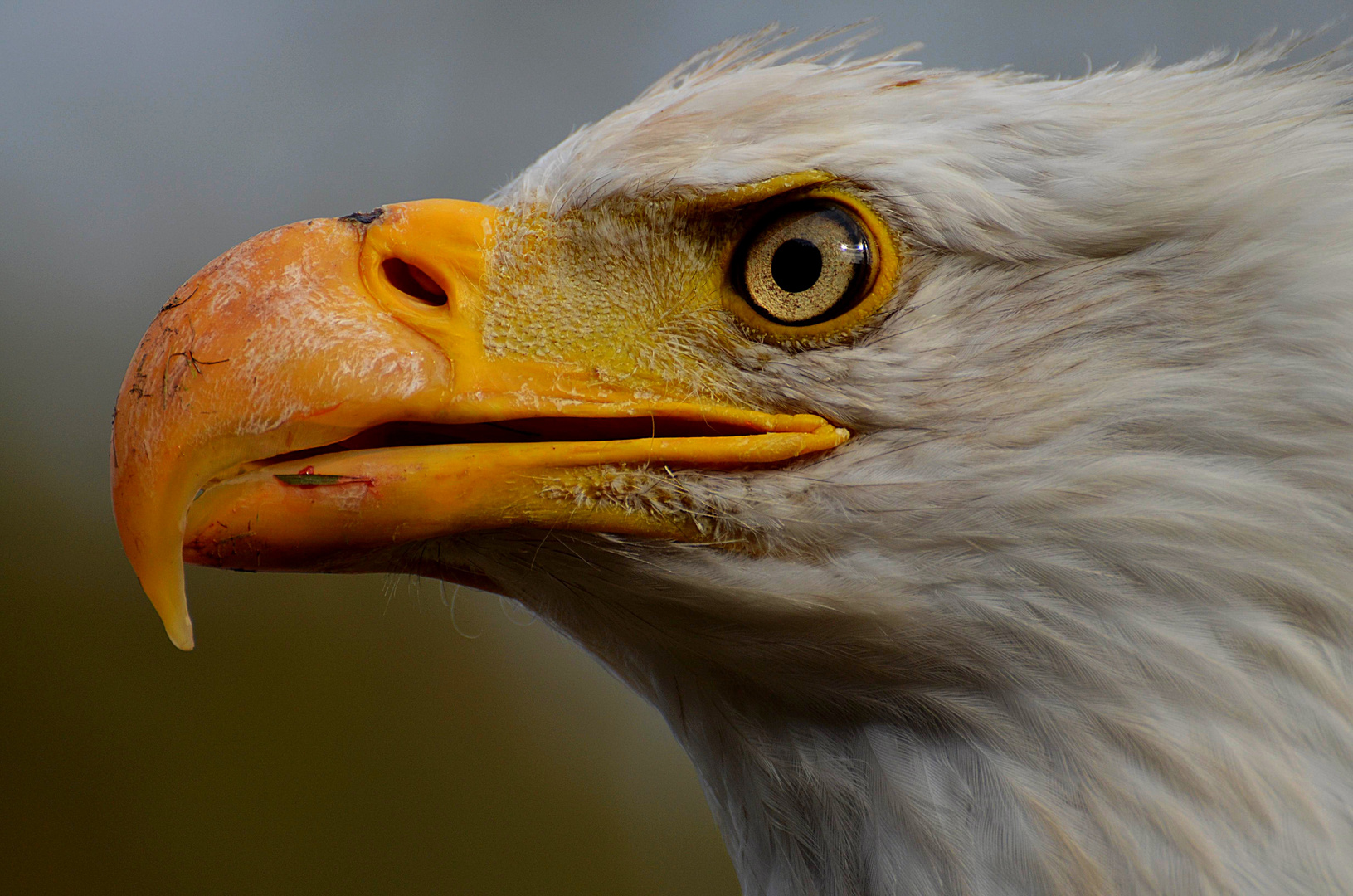 Weißkopfseeadler