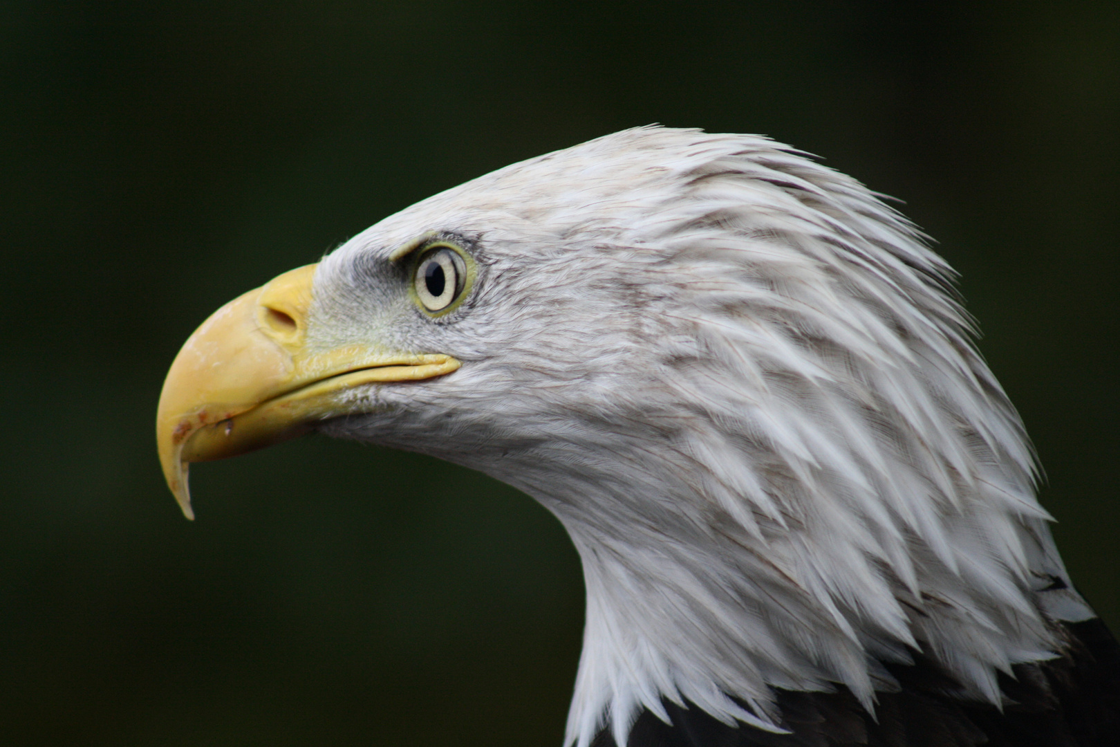 Weißkopfseeadler