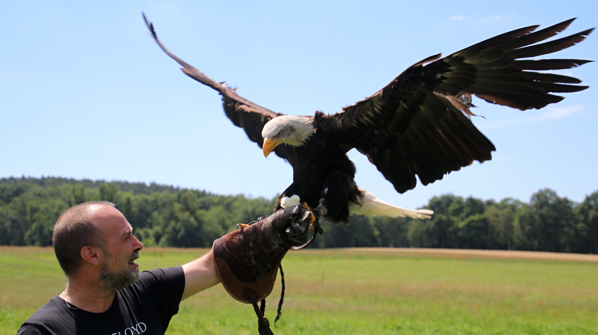 Weißkopfseeadler