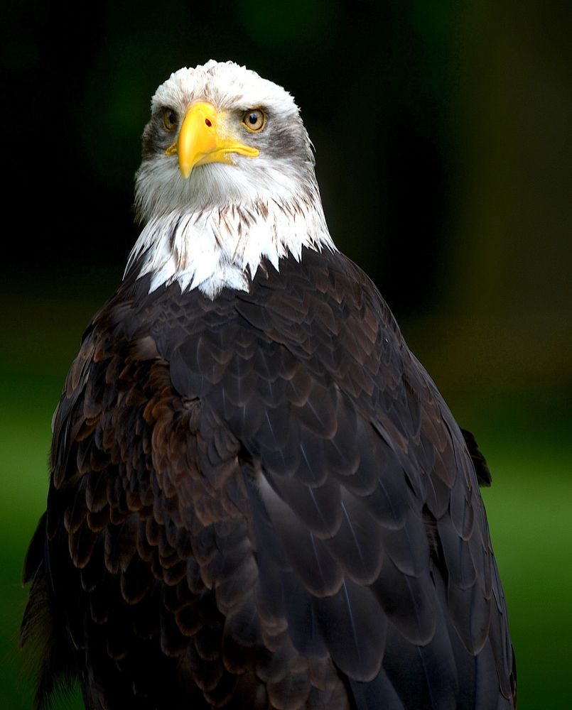 Weißkopfseeadler......