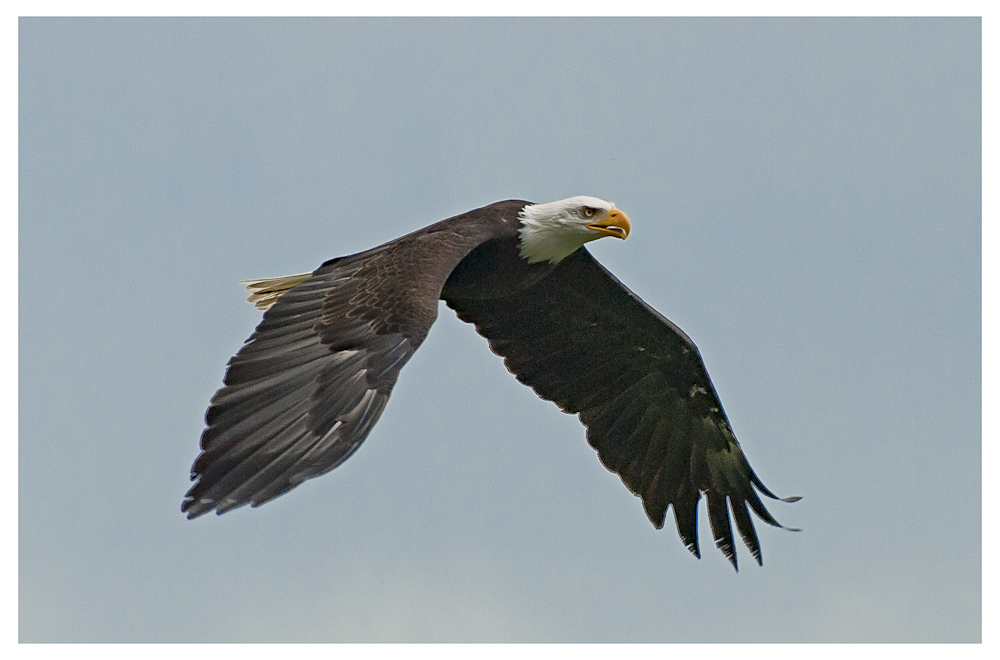 Weißkopfseeadler