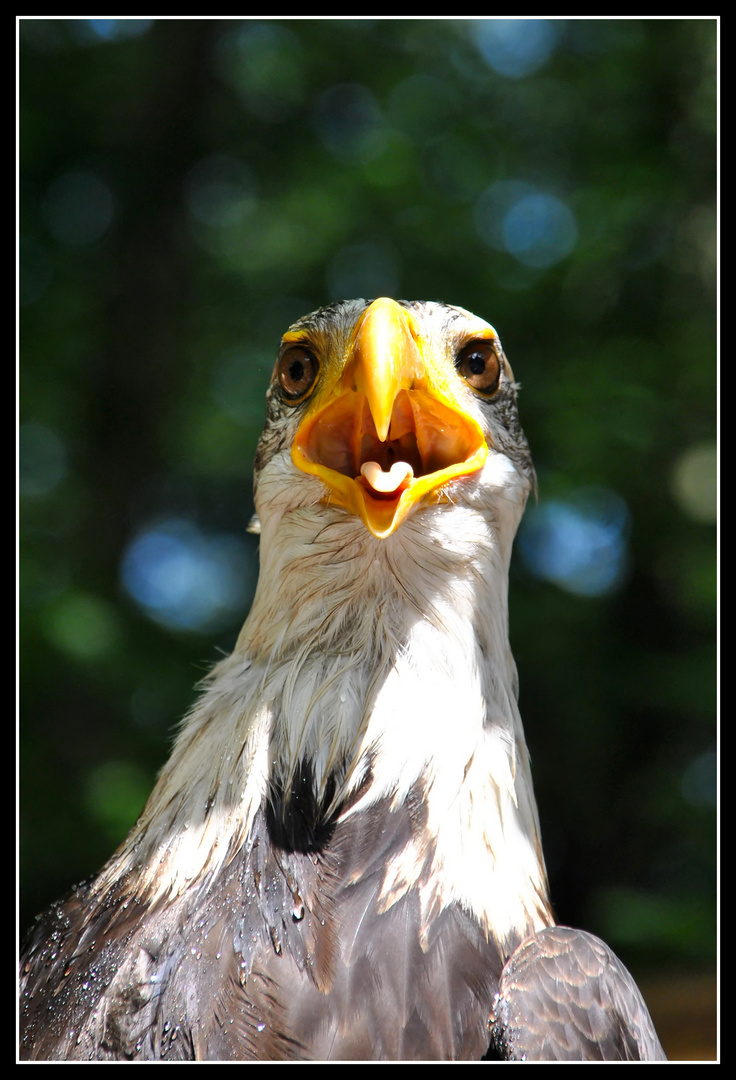 Weißkopfseeadler