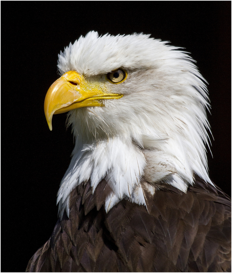 ~Weißkopfseeadler~