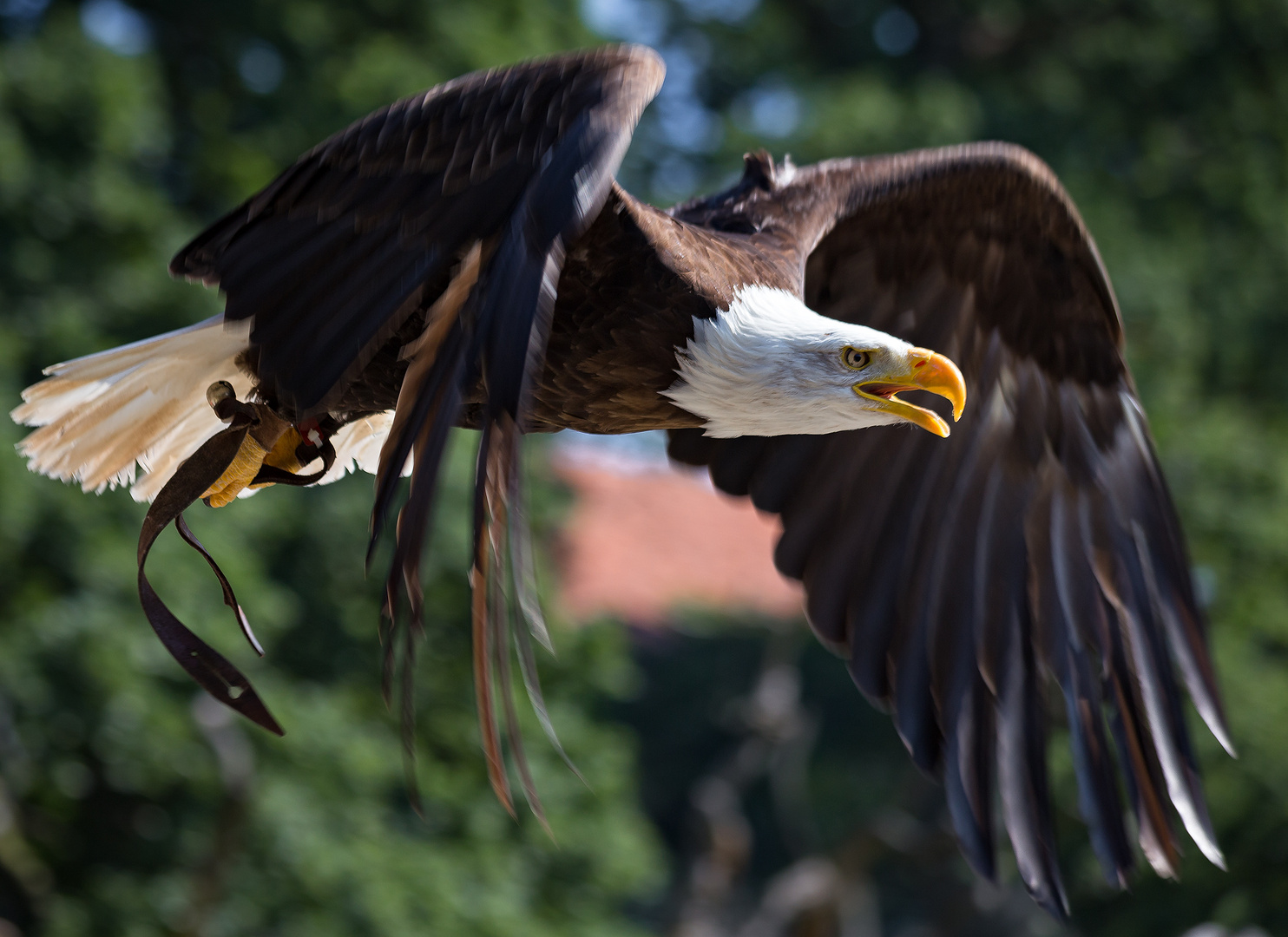 Weißkopfseeadler...