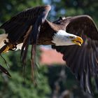 Weißkopfseeadler...