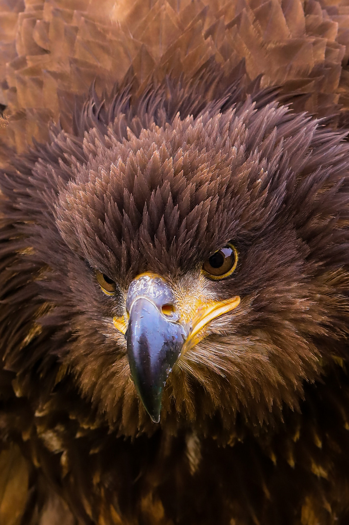 Weißkopfseeadler