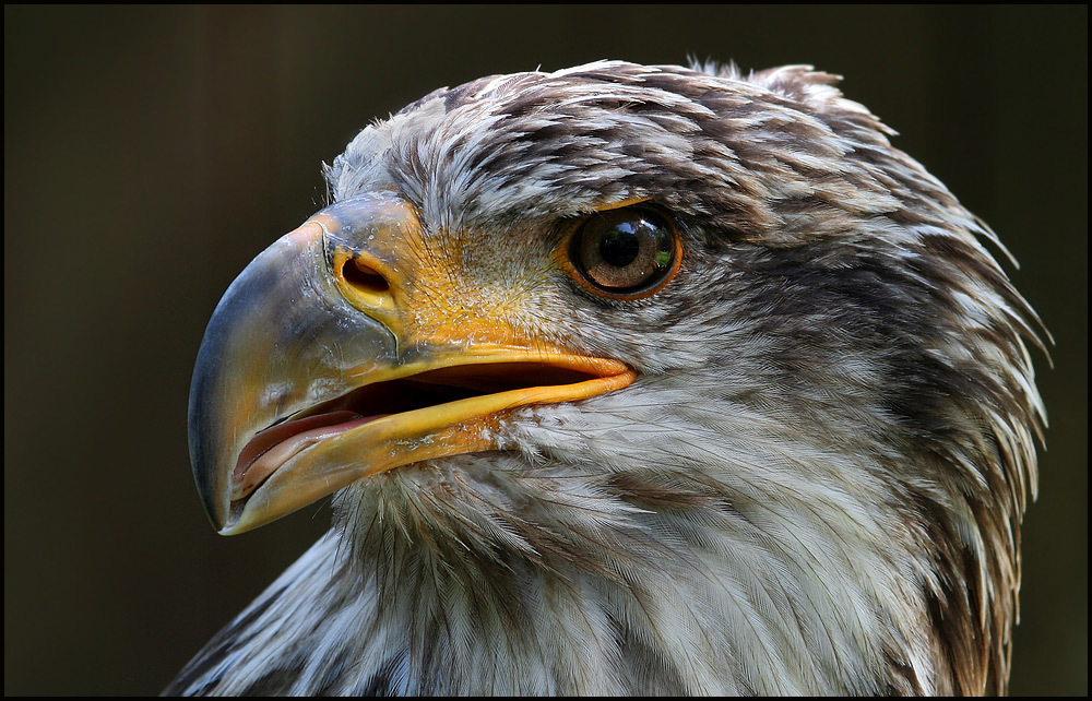 Weisskopfseeadler