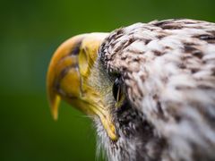 Weißkopfseeadler