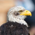 Weißkopfseeadler