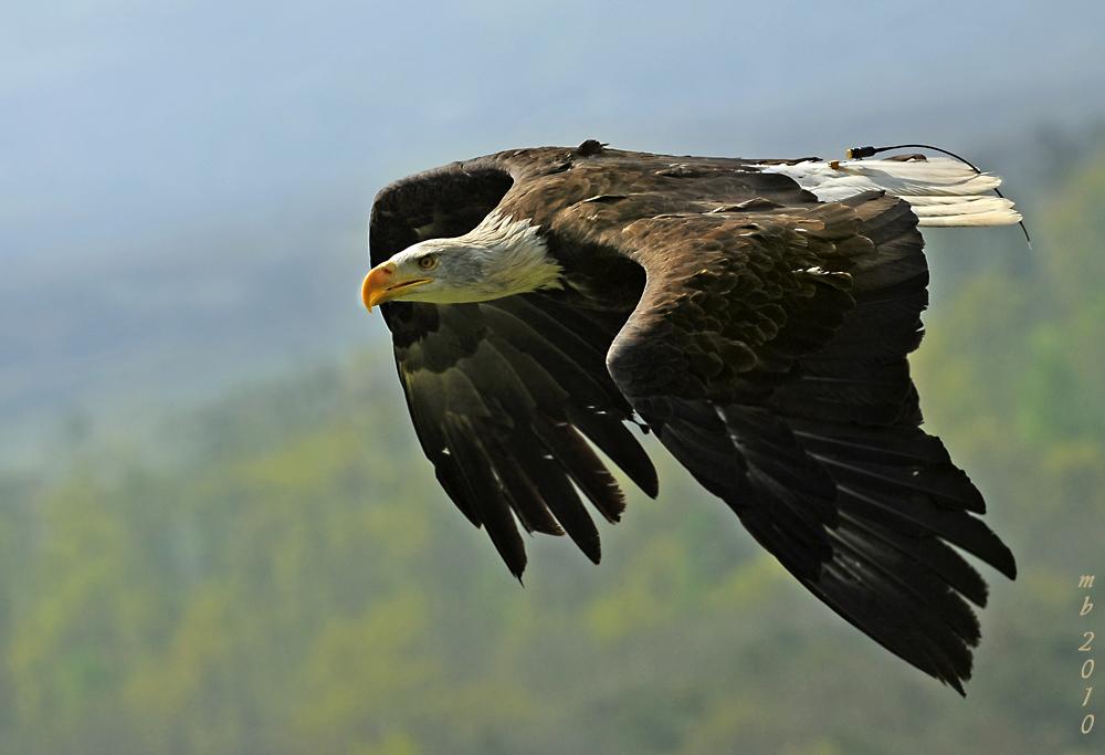 Weißkopfseeadler