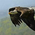 Weißkopfseeadler