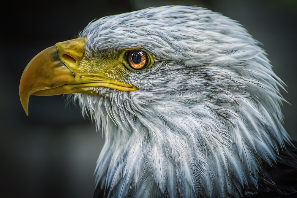 Weißkopfseeadler