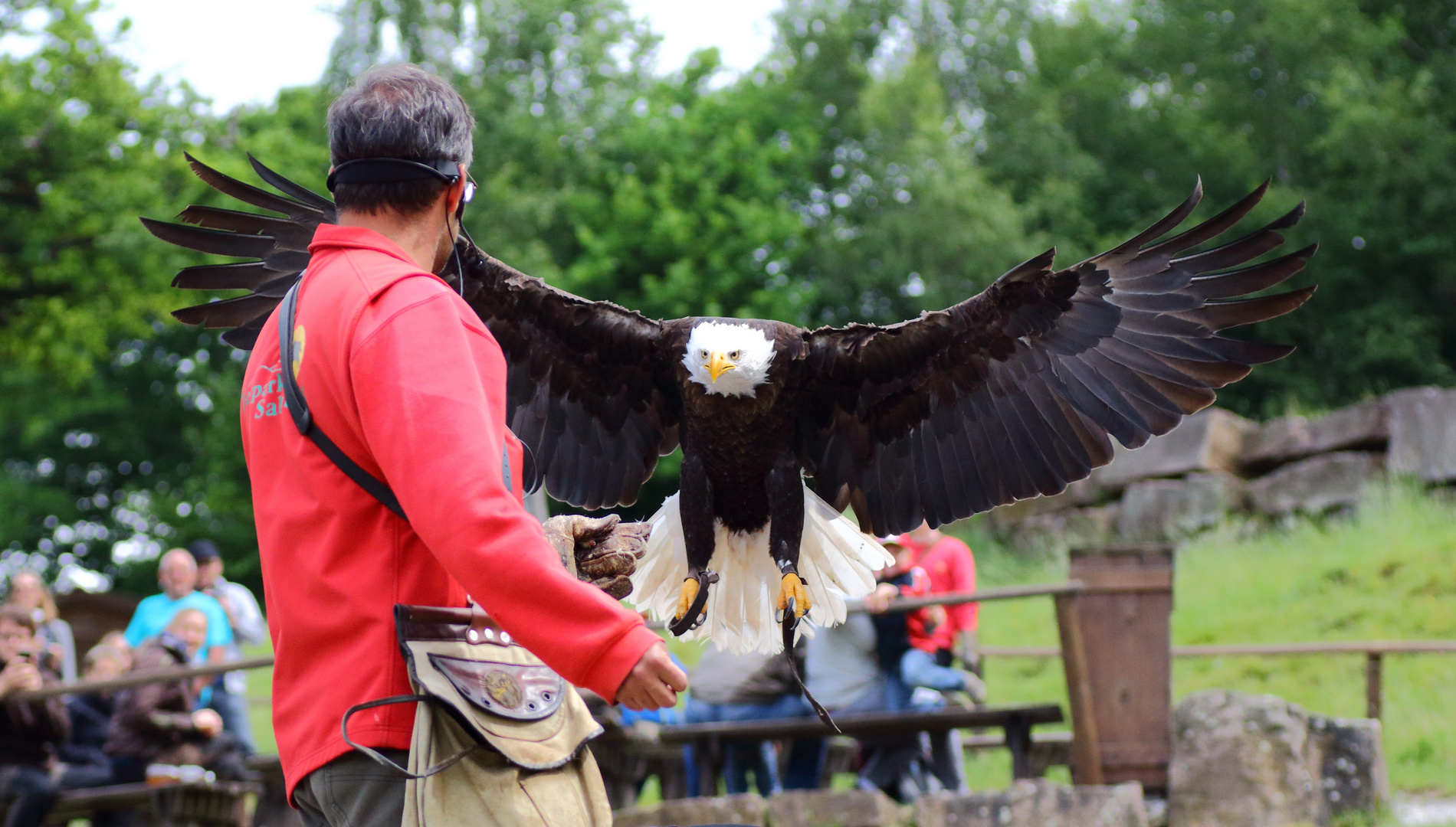 Weißkopfseeadler