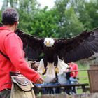 Weißkopfseeadler