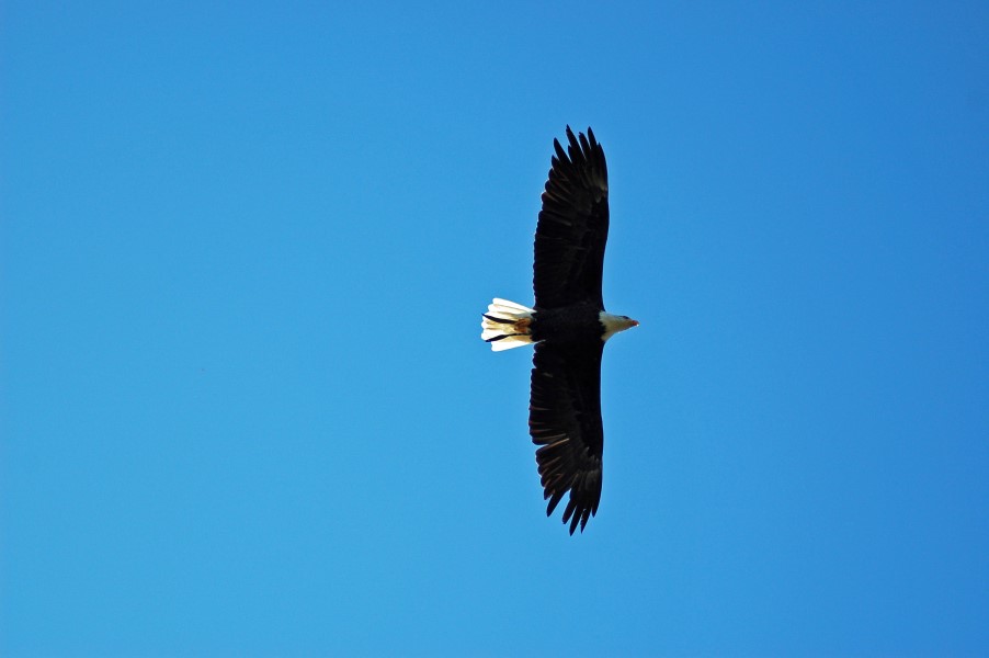 Weißkopfseeadler von Birgit Anna Ernst