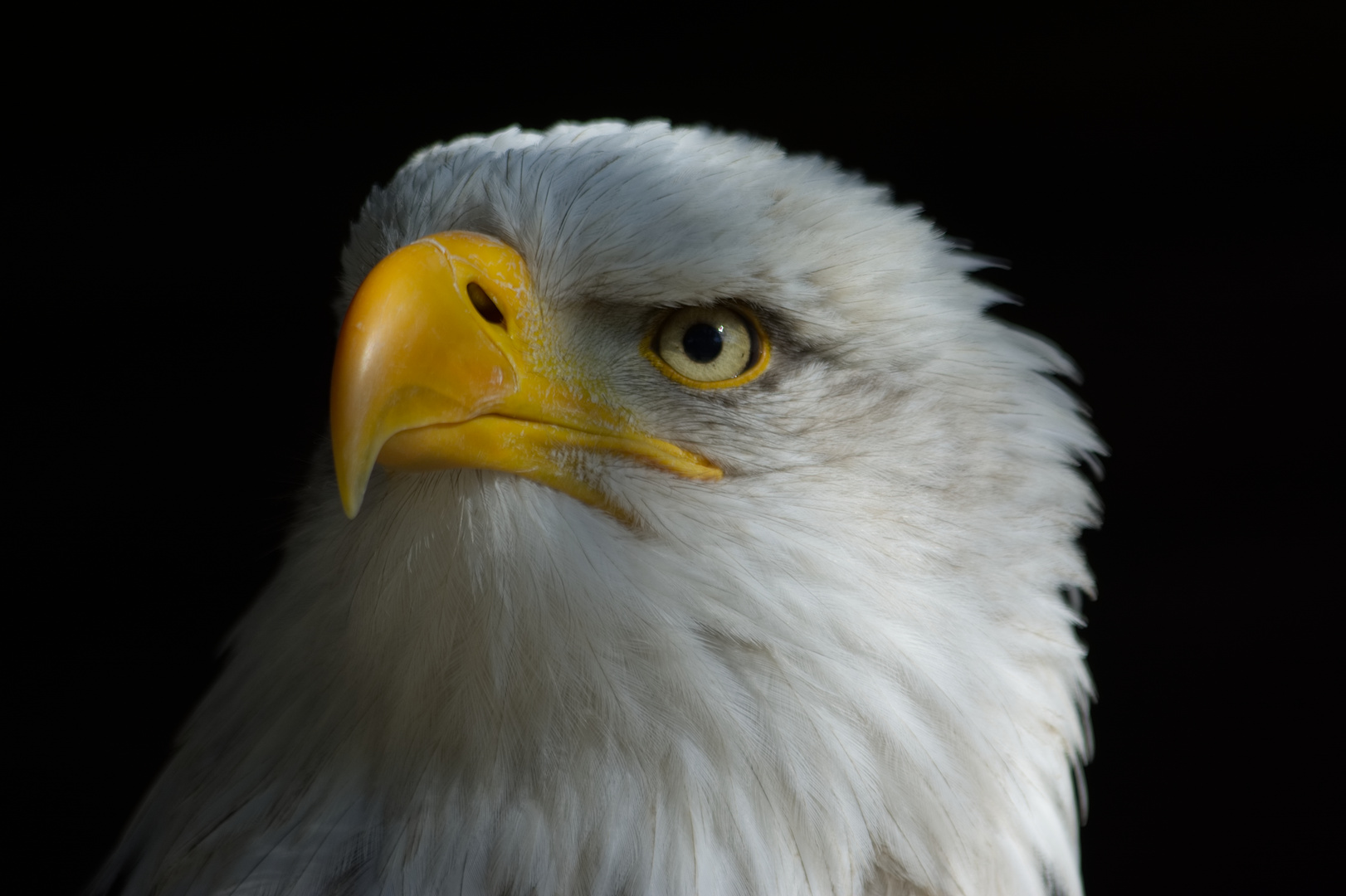 Weißkopfseeadler