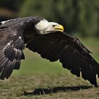 Weißkopfseeadler