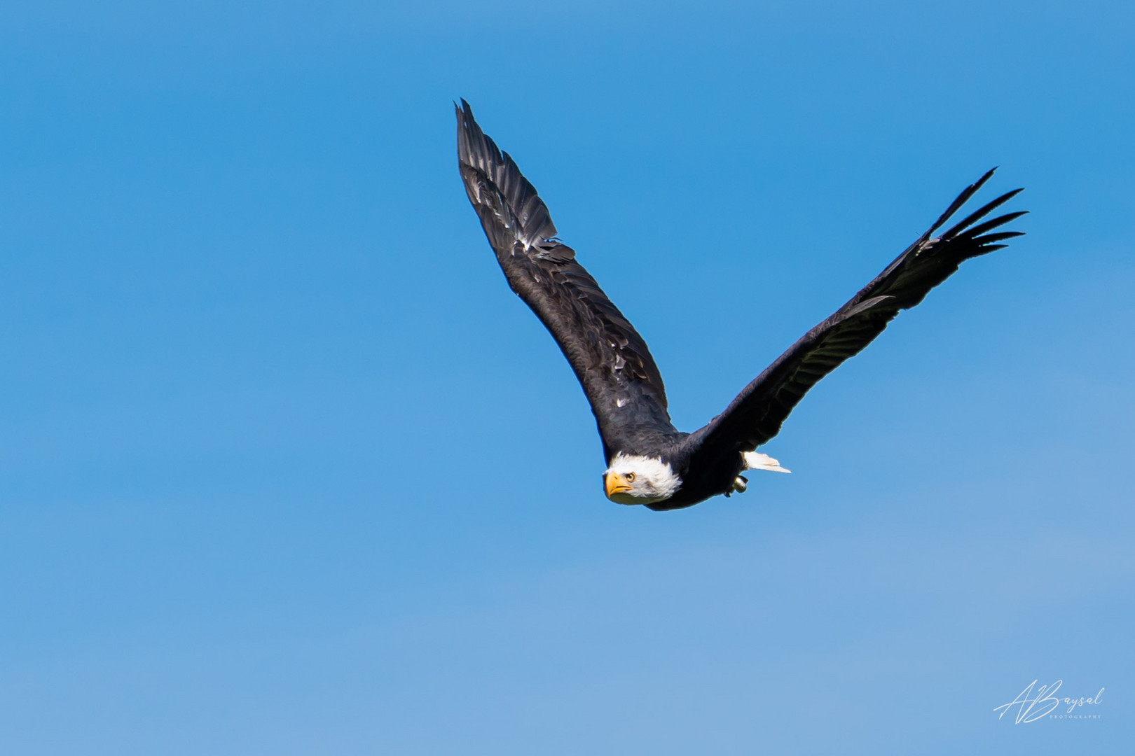 Weißkopfseeadler