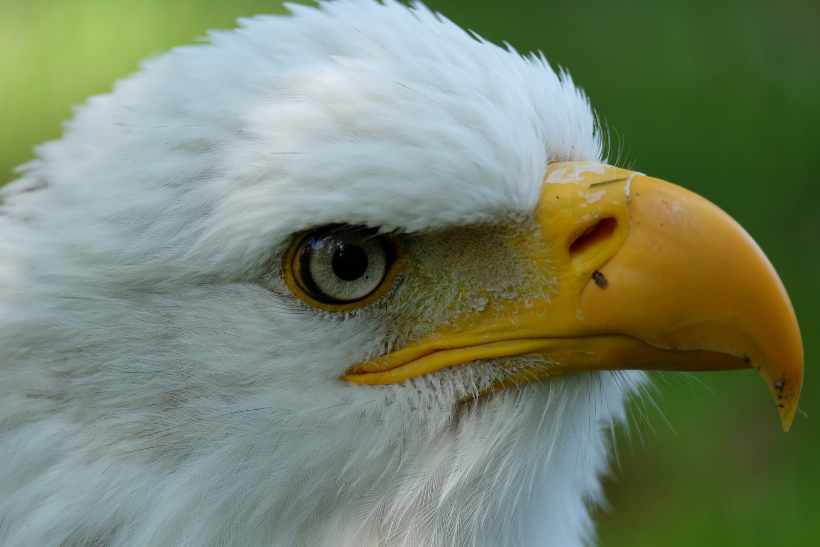 Weißkopfseeadler