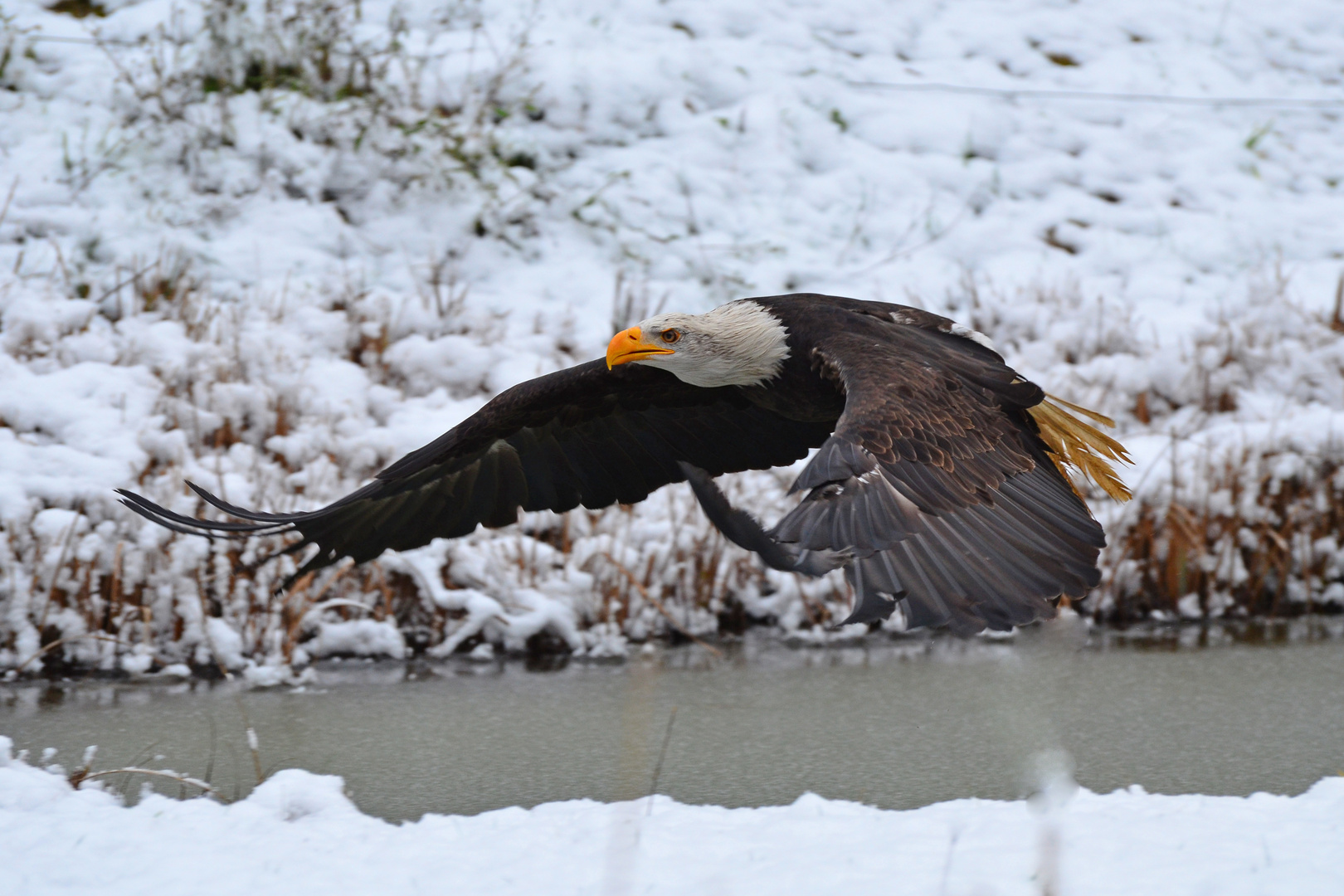 Weißkopfseeadler