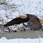 Weißkopfseeadler