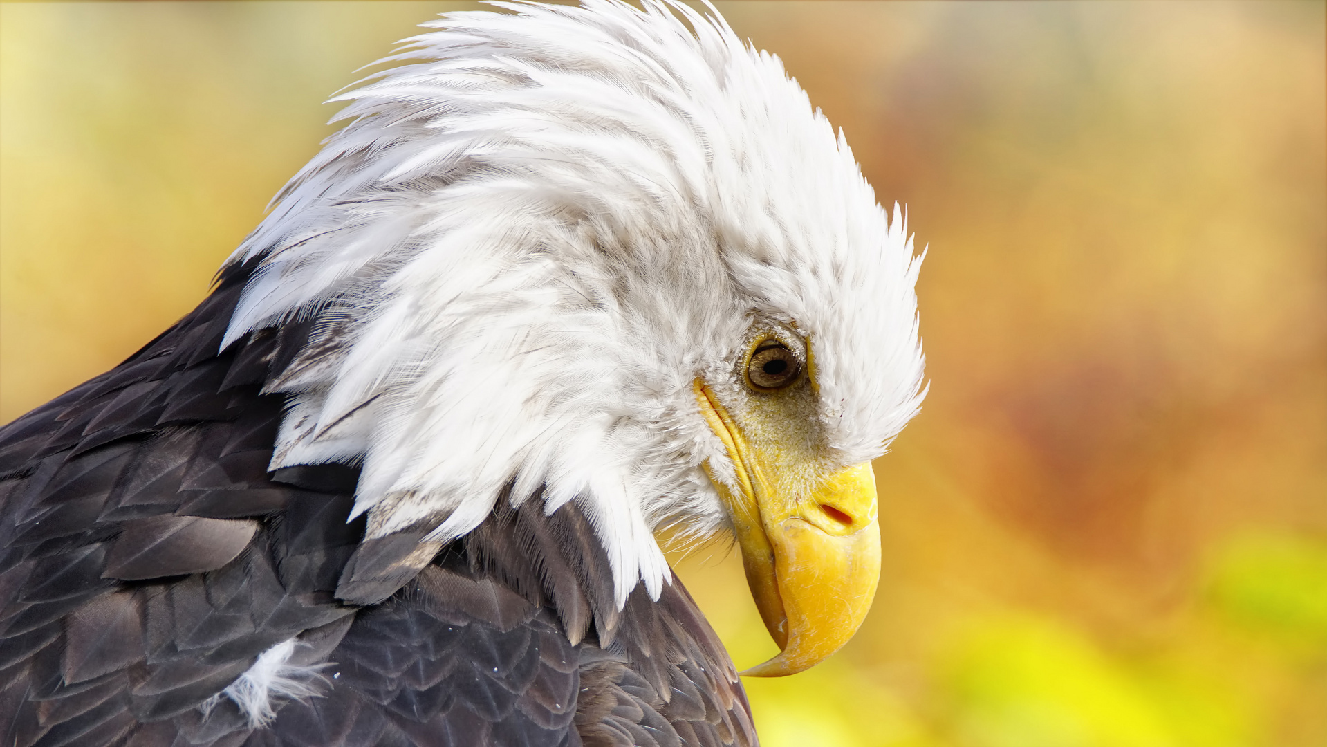 Weißkopfseeadler