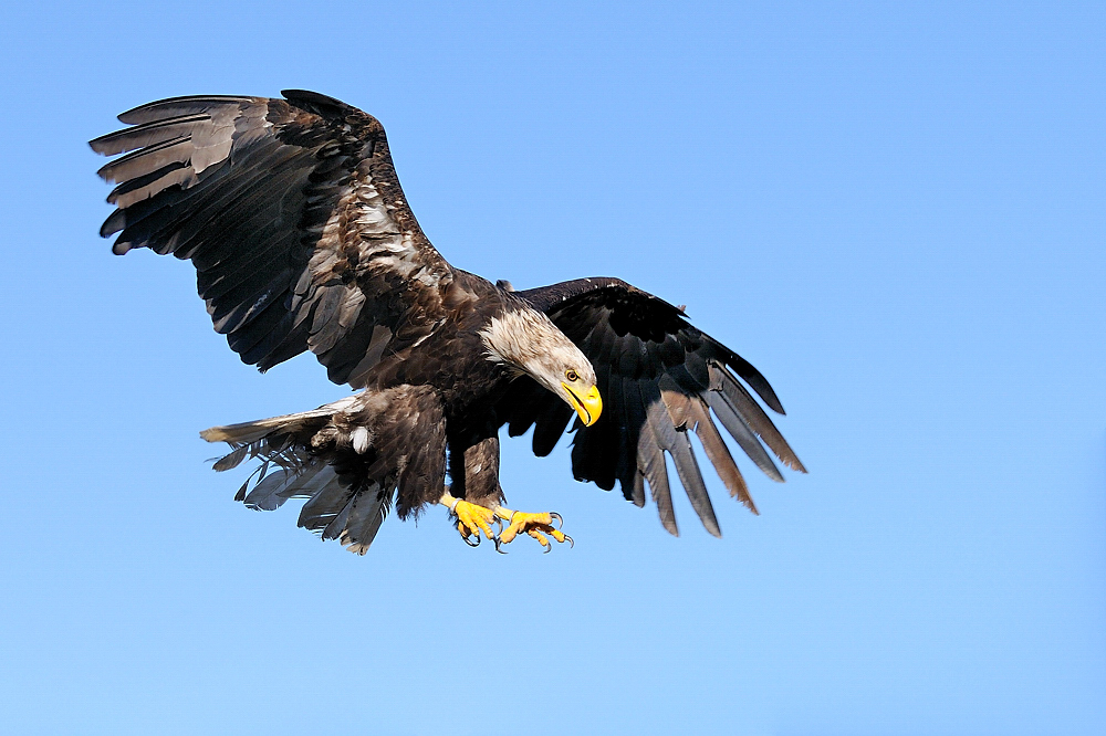 Weisskopfseeadler