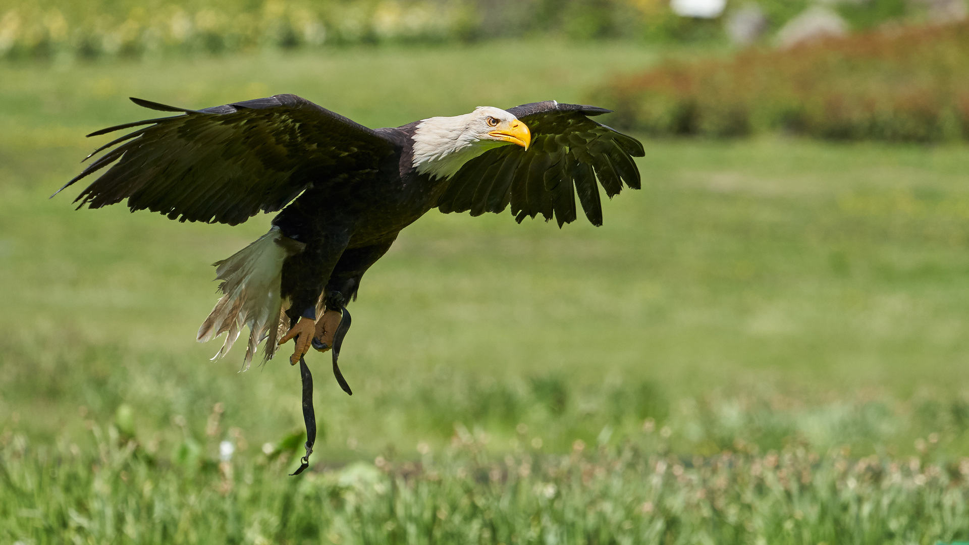 Weißkopfseeadler