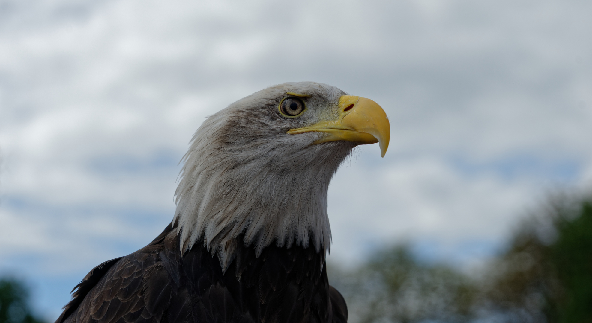 Weißkopfseeadler