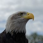 Weißkopfseeadler