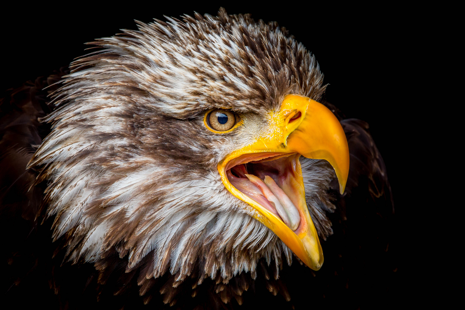 Weißkopfseeadler