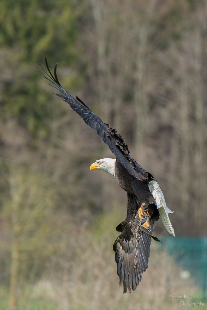 Weißkopfseeadler