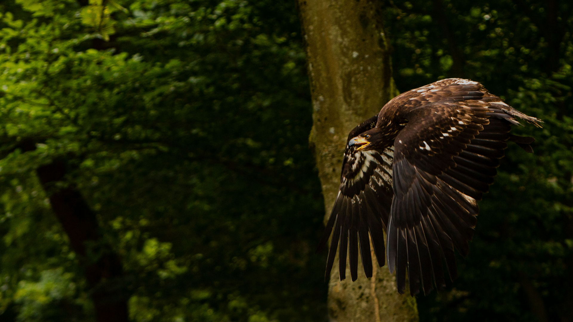 Weißkopfseeadler