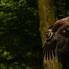 Weißkopfseeadler