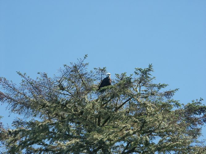 Weißkopfseeadler