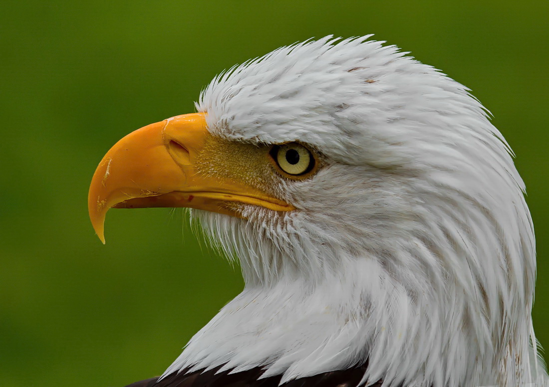 Weißkopfseeadler