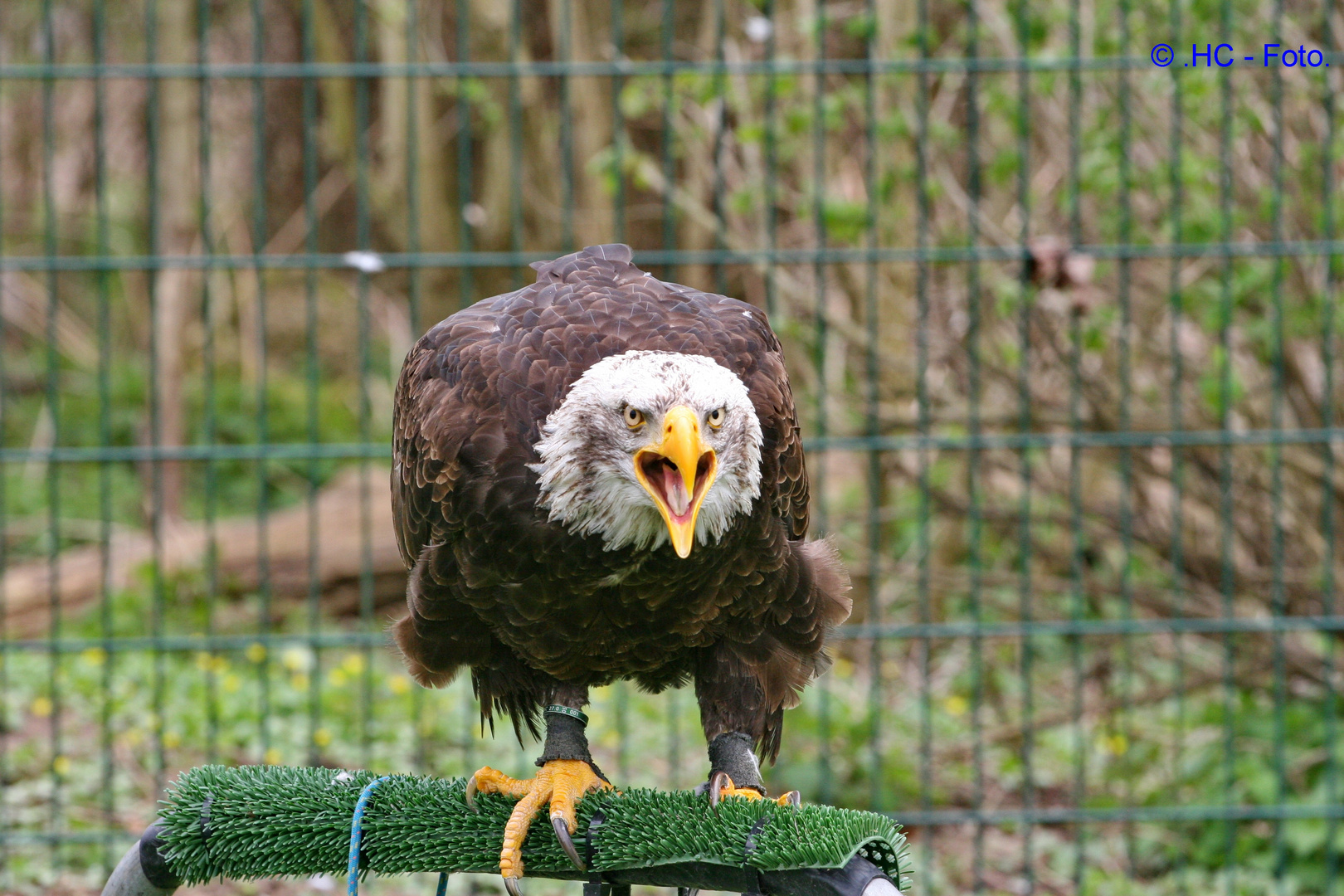 Weisskopfseeadler