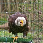 Weisskopfseeadler