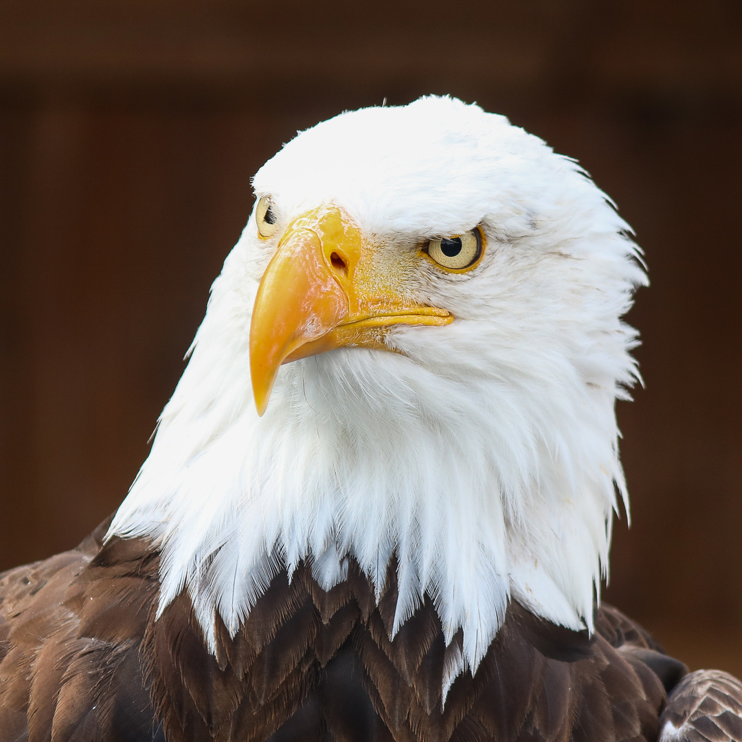 Weißkopfseeadler